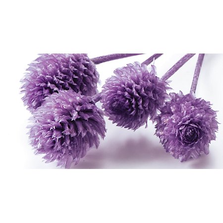 千日紅・プリザーブド・ヘッド　ラベンダー　03453-411