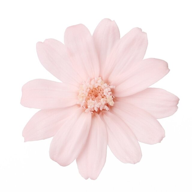 ジニア・小　さくらピンク　03461-101