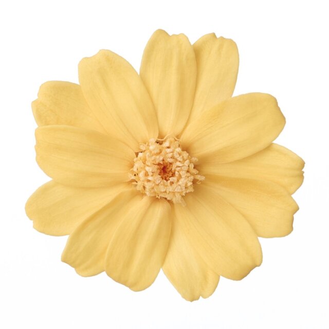 ジニア・小　ジュリアオレンジ　03461-361