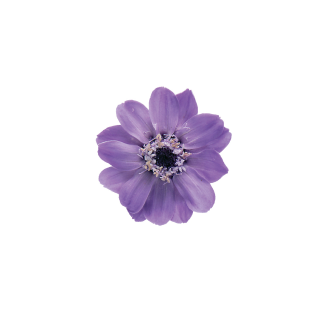 ジニア・小　ラベンダー　03461-411