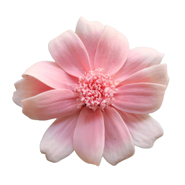 ジニア・小・グラデーション　さくらミスト　03464-102