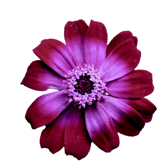 ジニア・小・グラデーション　ロゼシフォン　03464-202