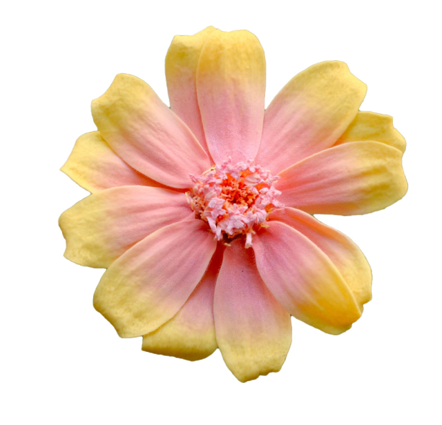 ジニア・小・グラデーション　ピーチキャンディー　03464-372