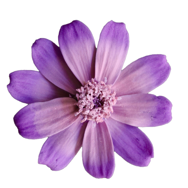 ジニア・小・グラデーション　ラベンダーブロッサム　03464-402