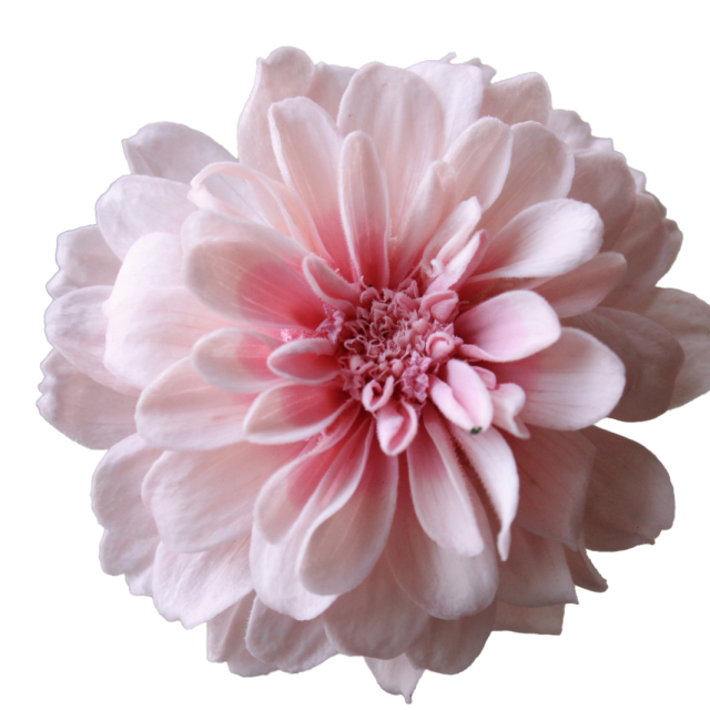 ジニア八重・小　さくらミスト　03471-102