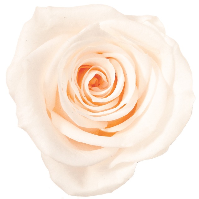 ローズ・いずみ　ホワイトシャンパン　03480-021