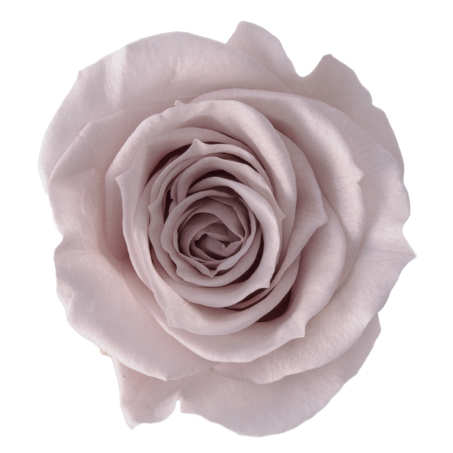 ローズ・いずみ　ピンクベージュ　03480-081