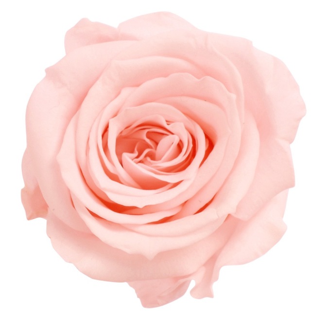 ローズ・いずみ　ブライダルピンク　03480-101