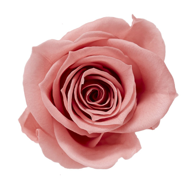 ローズ・いずみ　ボンボンピンク　03480-171