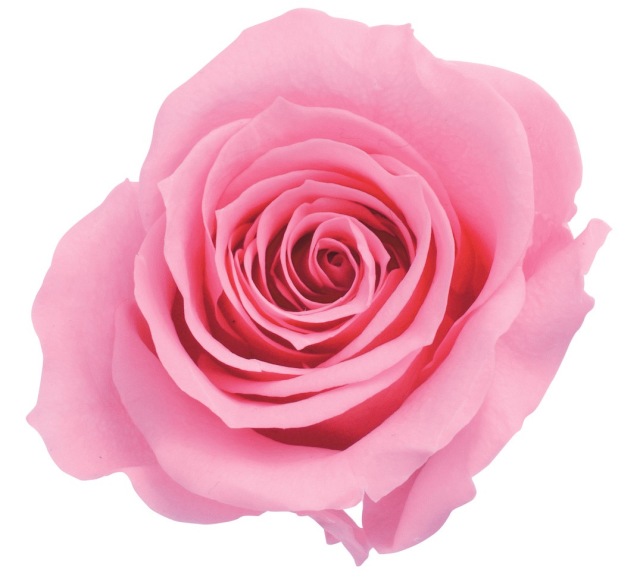 ローズ・いずみ　プリンセスピンク　03480-181