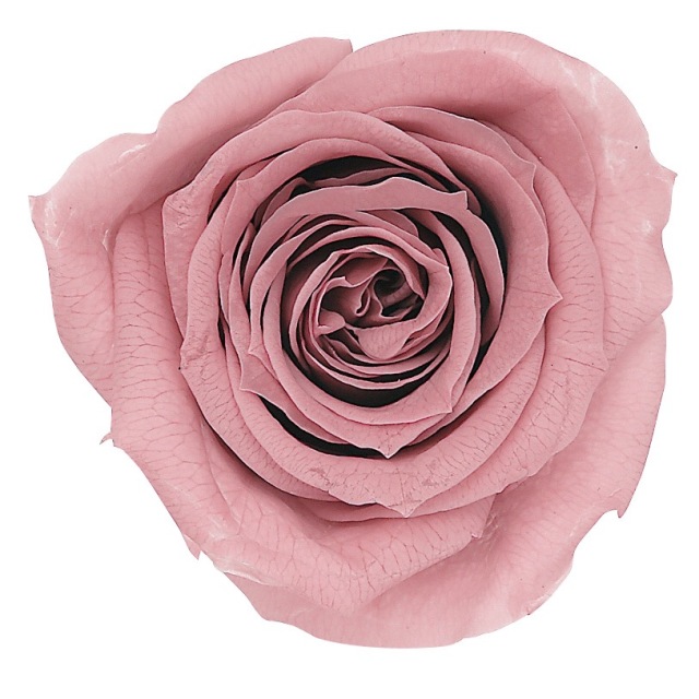 ローズ・いずみ　モーブピンク　03480-192