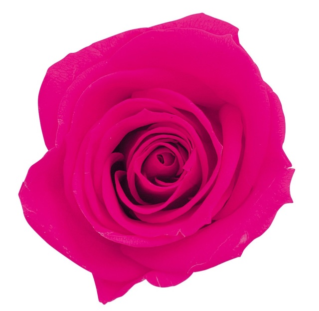 ローズ・いずみ　フランボワーズ　03480-121