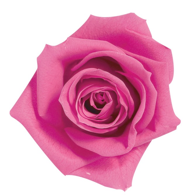 ローズ・いずみ　ストロベリー　03480-221