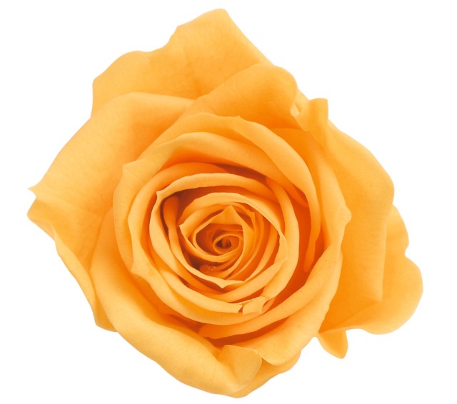 ローズ・いずみ　フルーティーオレンジ　03480-351