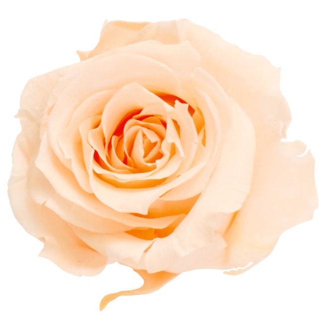 ローズ・いずみ　クリーミーピーチ　03480-371