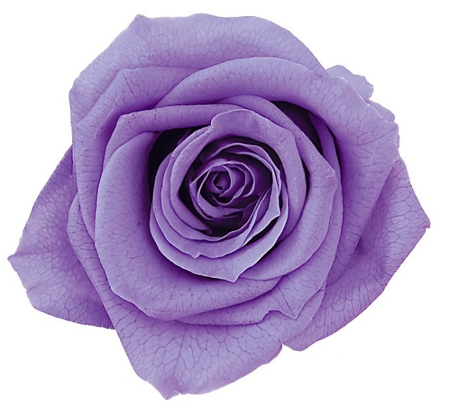 ローズ・いずみ　ラベンダー　03480-411