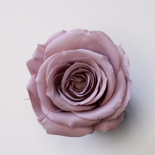 ローズ商品 ローズ・いずみ ドライフラワー卸売り販売のミルキーウェイ