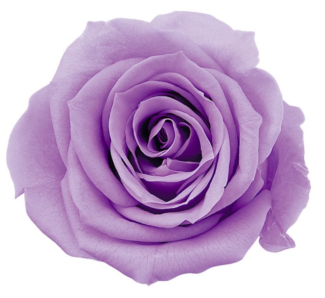 ローズ・いずみ　スウィートライラック　03480-451