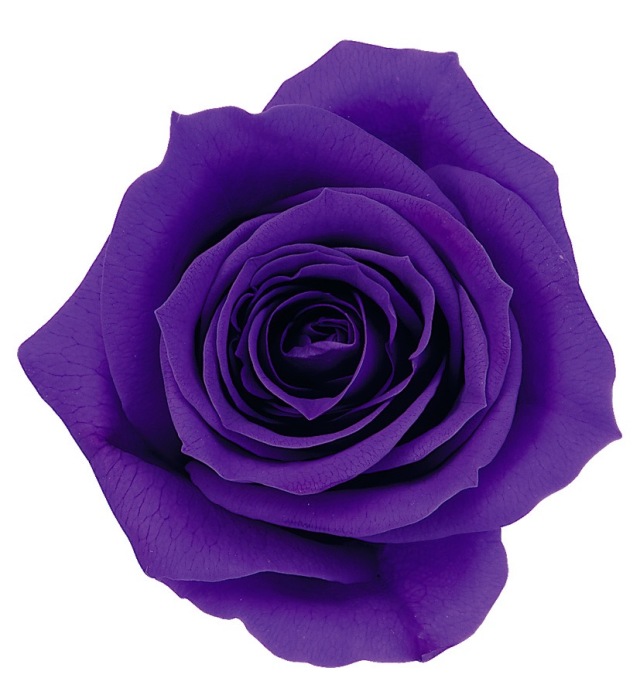 ローズ・いずみ　グレープ　03480-461