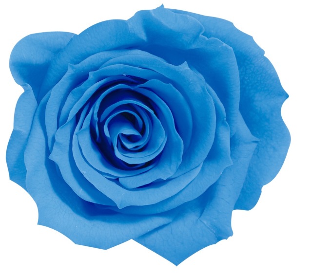 ローズ・いずみ　ソーダブルー　03480-651