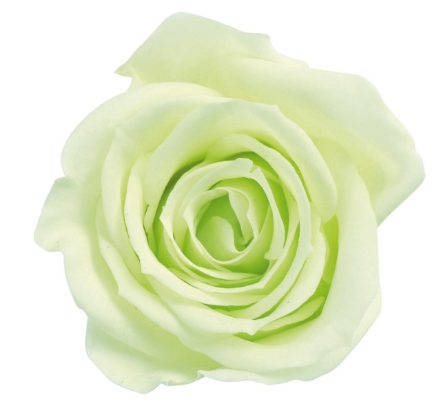 ローズ・いずみ　フレッシュグリーン　03480-701