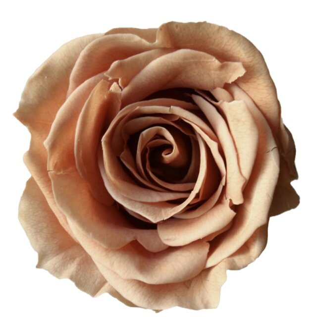 ローズ・いずみ　ピンクモカ　03480-811