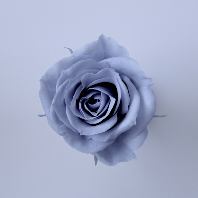 ローズ・いずみ　ダスティーブルー　03480-631