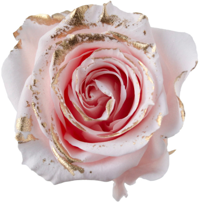 ローズ・いずみ・リュクス　ブライダルピンク　03488-109