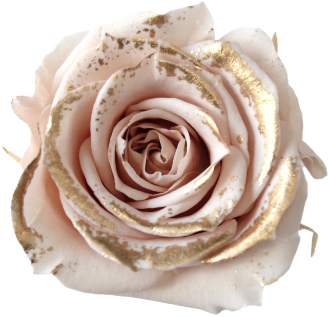 ローズ・いずみ・リュクス　シャンパンピンク　03488-139