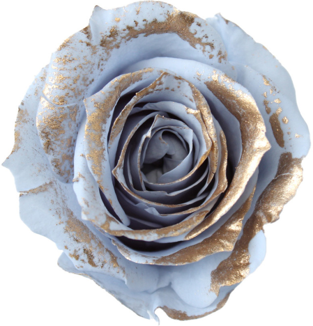 ローズ・いずみ・リュクス　ダスティーブルー　　03488-639