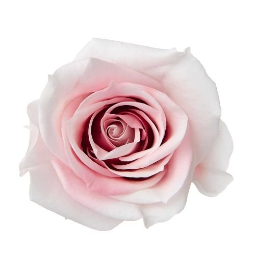 ☆roseページ☆ ローズ・いずみ ドライフラワー卸売り販売のミルキーウェイ