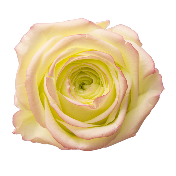 ローズ・パリジェンヌ・大・はないろ　ミント／レッド　メーカー廃番60％OFF