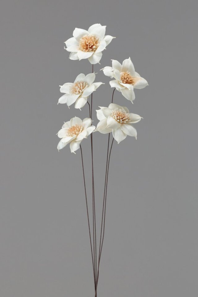 ソーラーアニークレマチス　白/ブラウン　32560-083