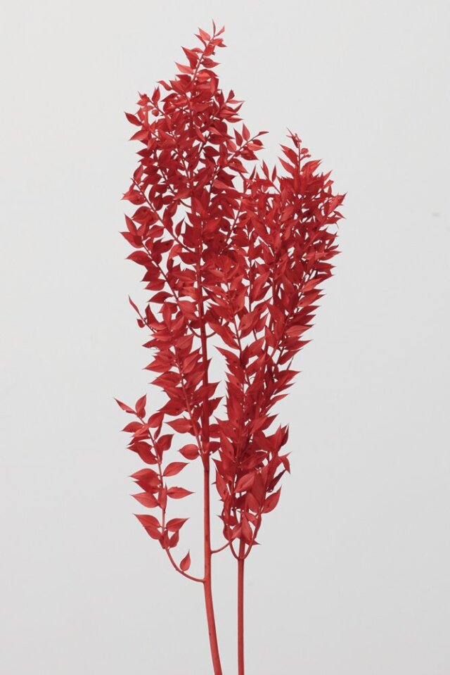 ラスカス・プリザーブド　レッド　 03560-301