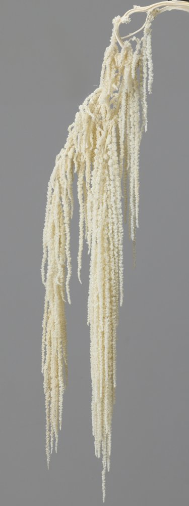 ヒモゲイトウ　オフホワイト　03640-011　