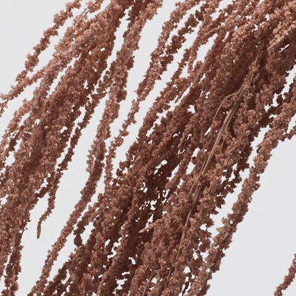 ヒモゲイトウ　クラウドピンク　03640-191