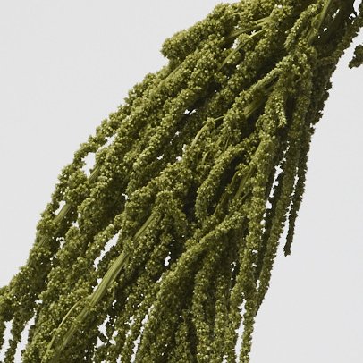 ヒモゲイトウ　スプリンググリーン　03640-781