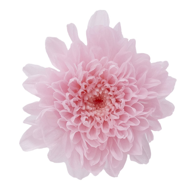 小菊　　シャーベットピンク　03680-102