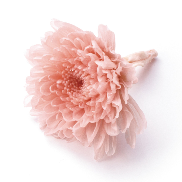 小菊　　シルキーピンク　03680-131