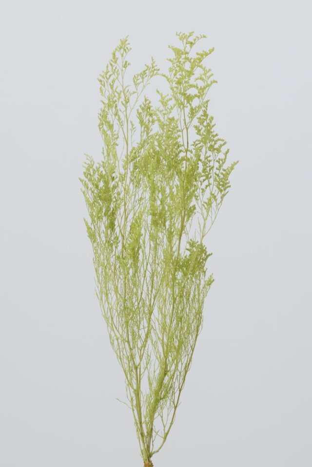 カスピア　ライムグリーン　03710-721