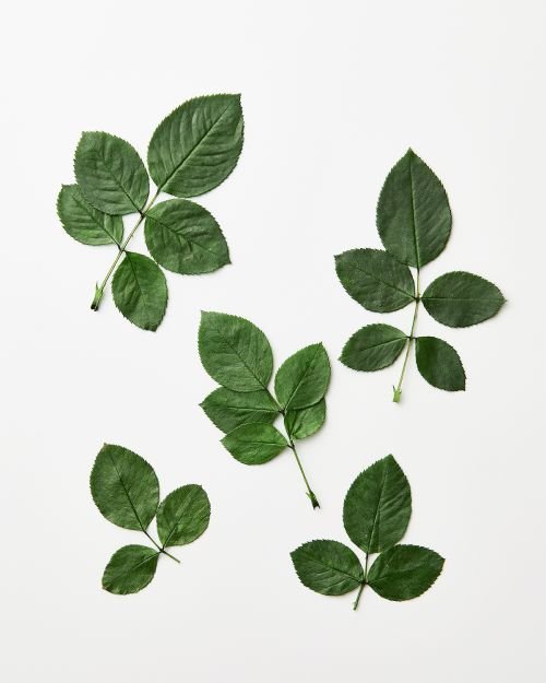 国産バラの葉　グリーン　03742-700