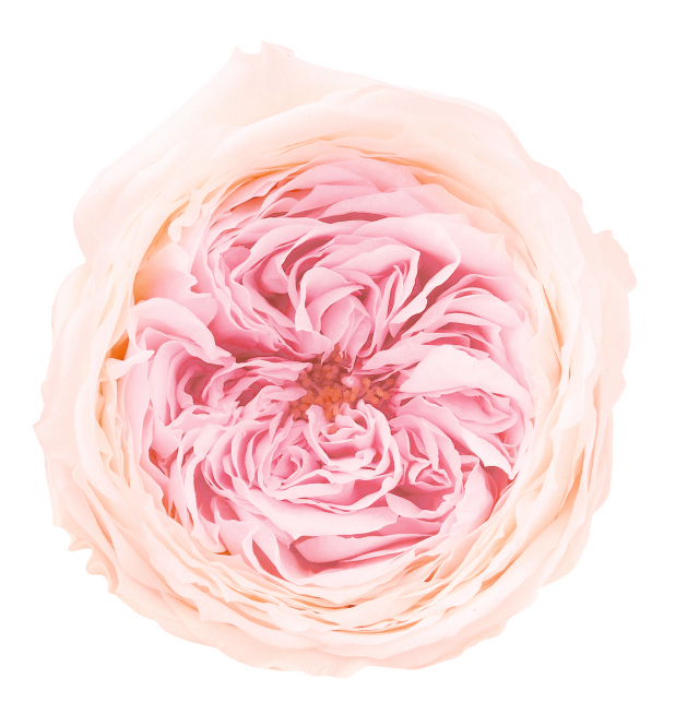 ローズ・てまり・ミルフィーユ　　シャンパンピンク