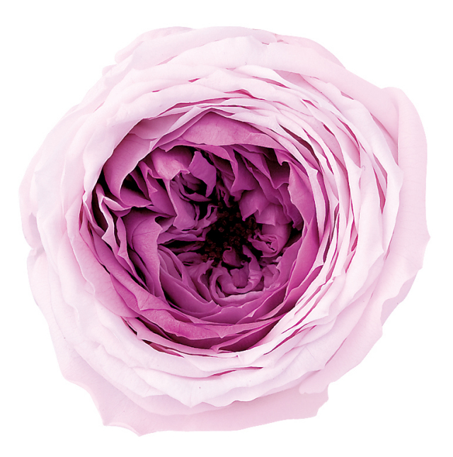 ローズ・てまり・ミルフィーユ　　ピンクローズ