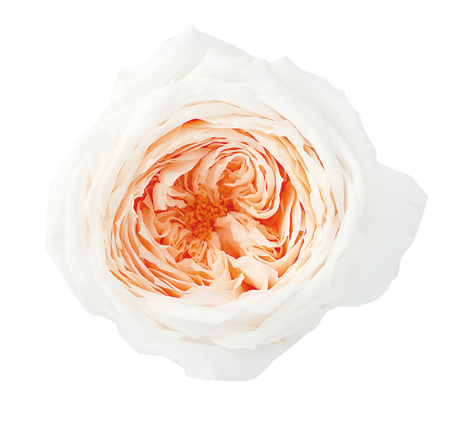 ローズ・てまり・ミルフィーユ　　ホワイトピーチ