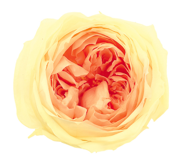 ローズ・てまり・ミルフィーユ　　イエローピーチ