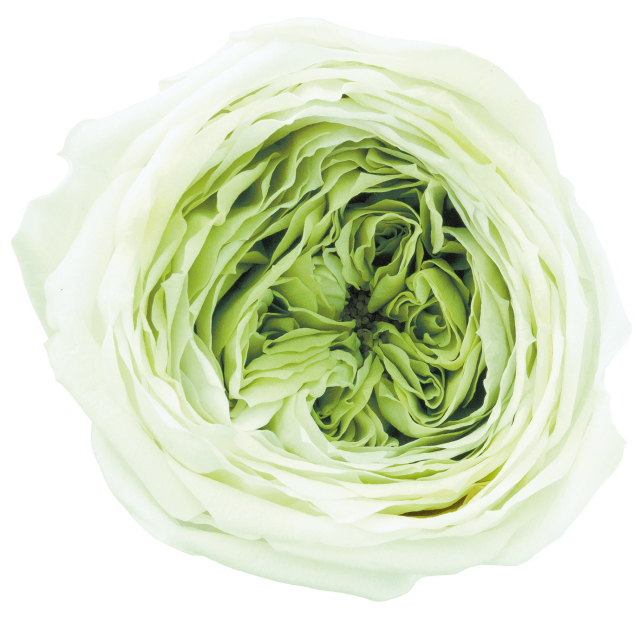 ローズ・てまり・ミルフィーユ　　ミントグリーン