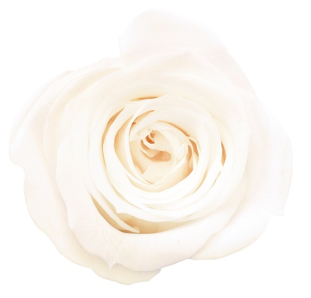 ローズ・ミミ　　ピュアホワイト　03840-001