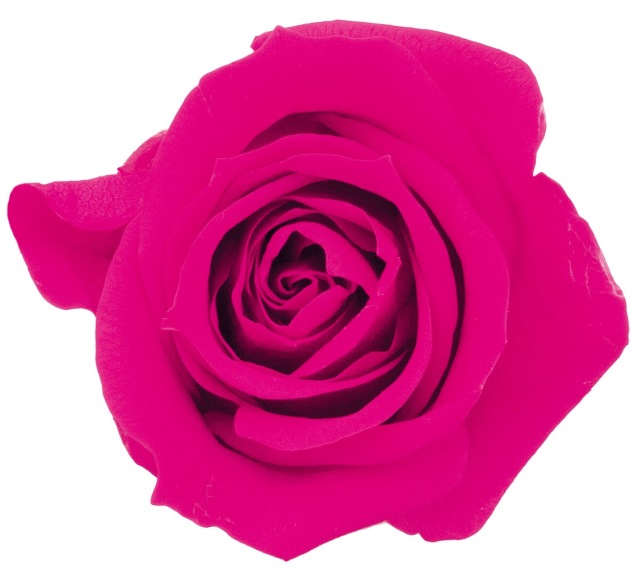 ローズ・ミミ　　フランボワーズ　03840-211