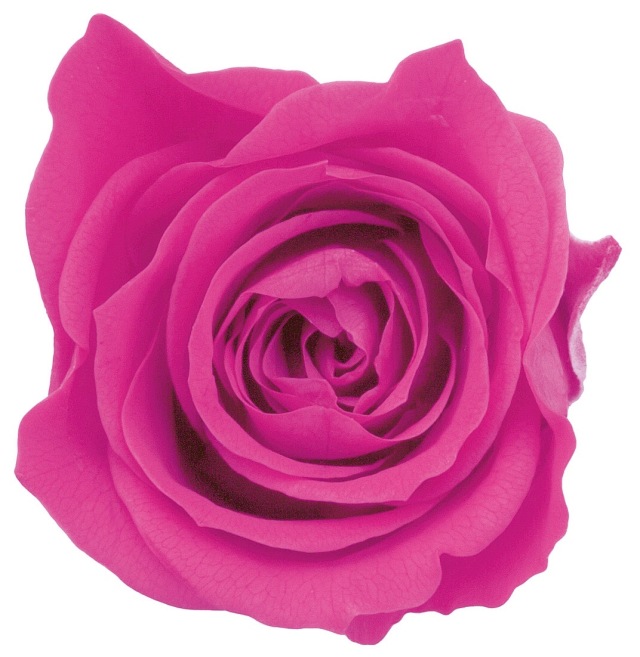 ローズ・ミミ　　ストロベリー　03840-221