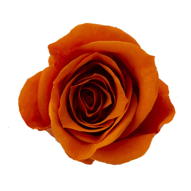 ローズ・ミミ　バレンシアオレンジ　03840-363